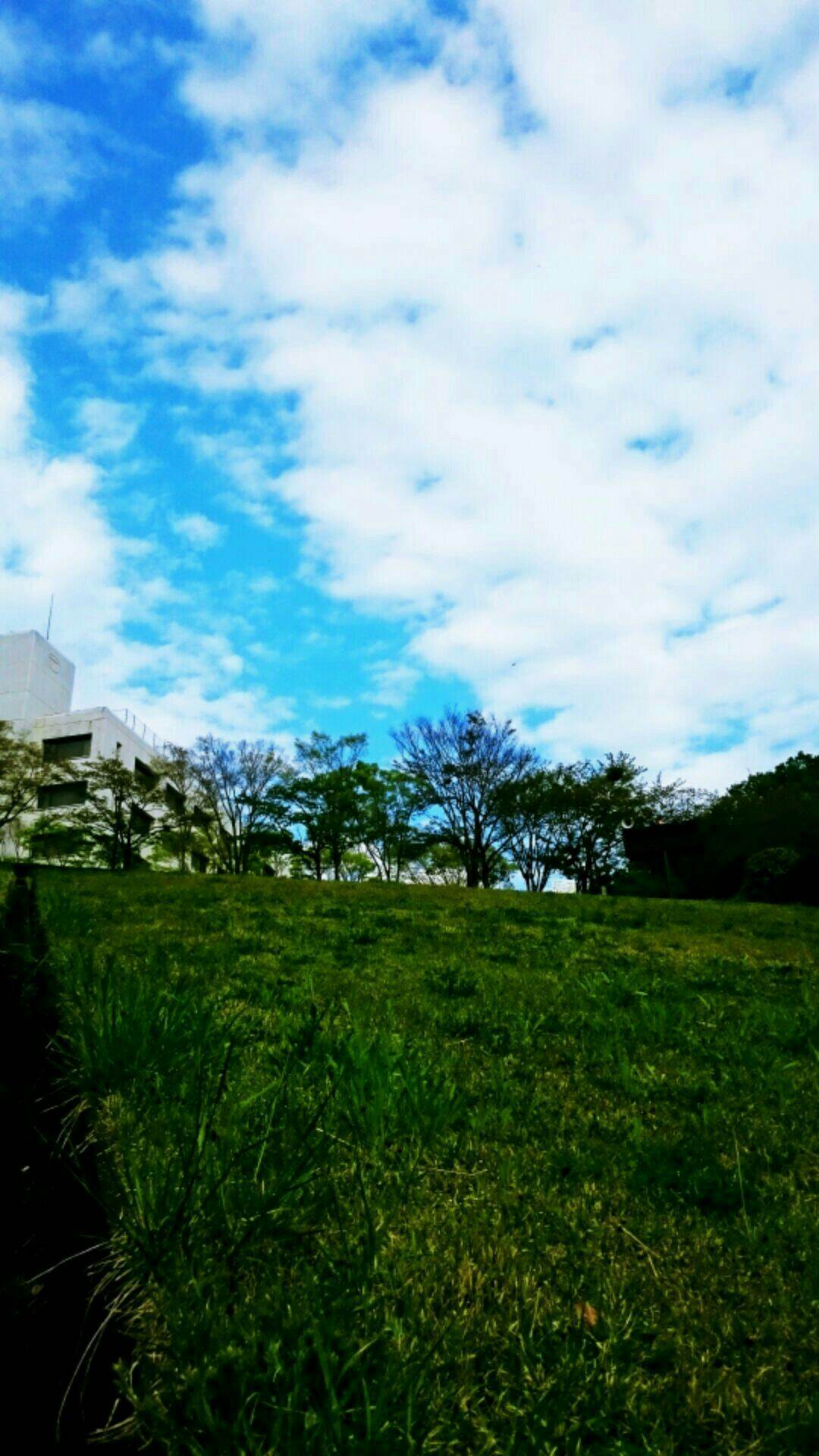 Paisaje del césped | wallpaper.sc Android