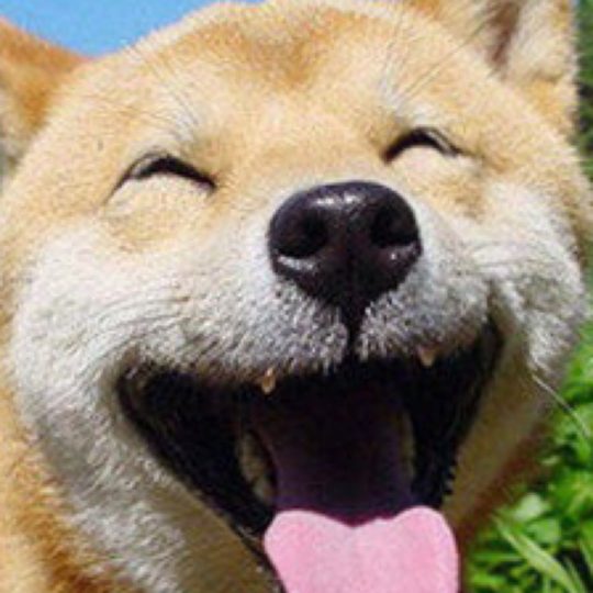 Sonrisa del perro Fondo de Pantalla SmartPhone para Android