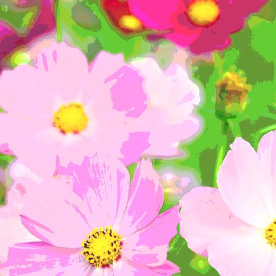 Cosmos caen cerezos en flor Fondo de Pantalla SmartPhone para Android