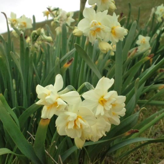 flor natural Fondo de Pantalla SmartPhone para Android