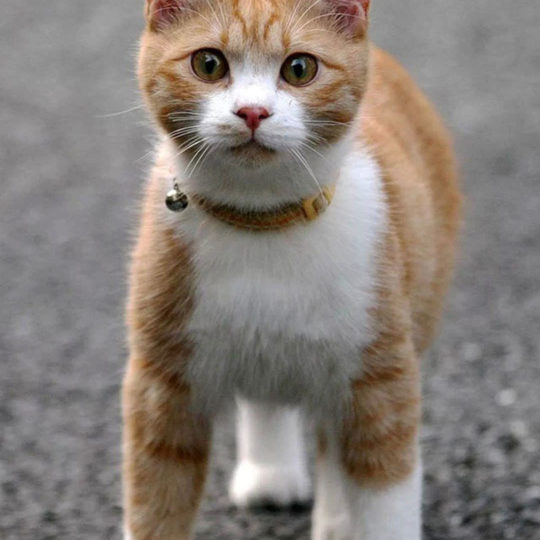 asfalto gato Fondo de Pantalla SmartPhone para Android