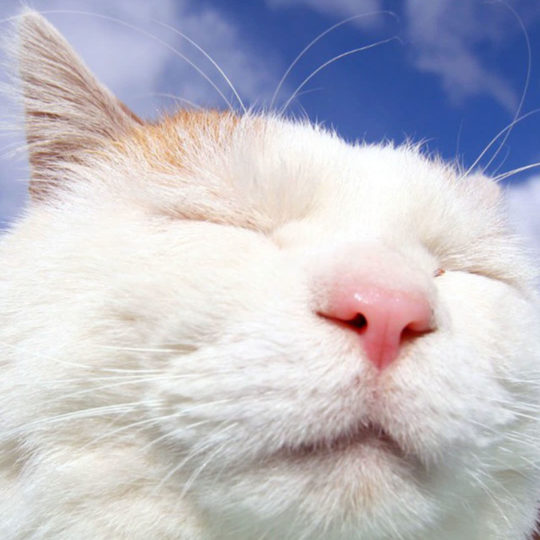 cielo del gato Fondo de Pantalla SmartPhone para Android