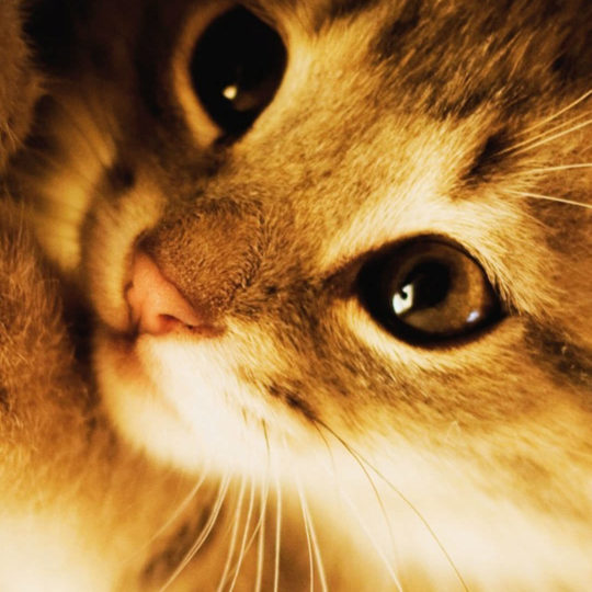 gatito del gato Fondo de Pantalla SmartPhone para Android