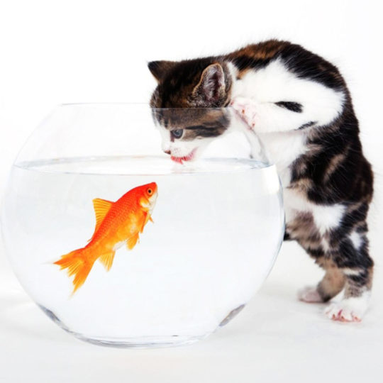 Gato blanco peces de colores Fondo de Pantalla SmartPhone para Android