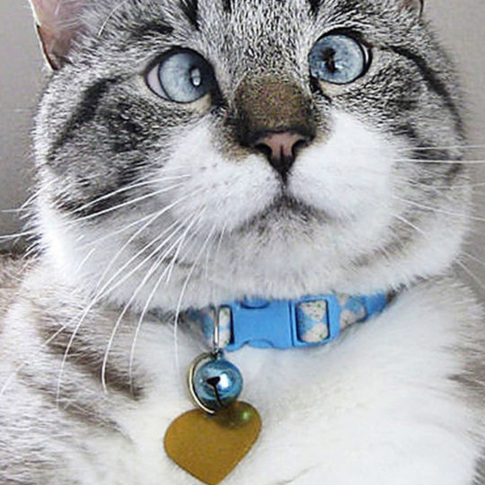 gato americano de pelo corto Fondo de Pantalla SmartPhone para Android