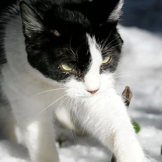 gato de la nieve Fondo de Pantalla SmartPhone para Android