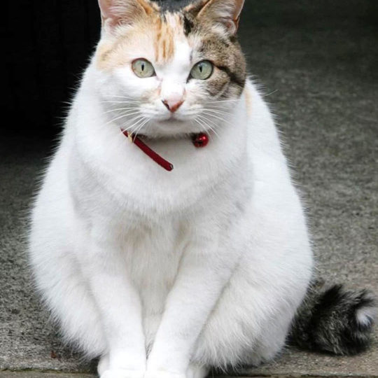 gato blanco Fondo de Pantalla SmartPhone para Android