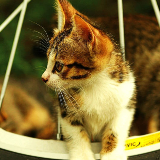 rueda del gato Fondo de Pantalla SmartPhone para Android