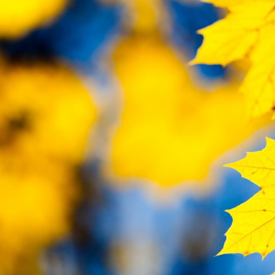 hojas de otoño de color amarillo natural Fondo de Pantalla SmartPhone para Android
