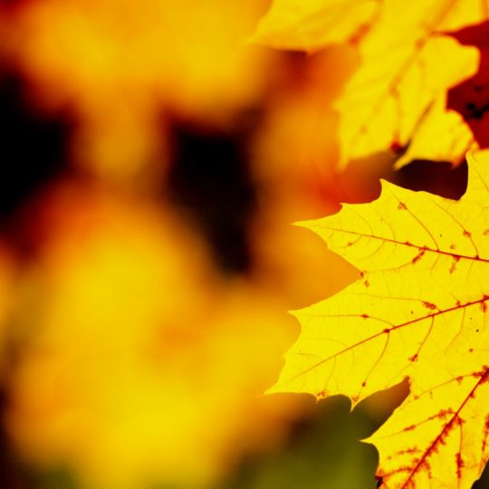 hojas de otoño de color amarillo natural Fondo de Pantalla SmartPhone para Android