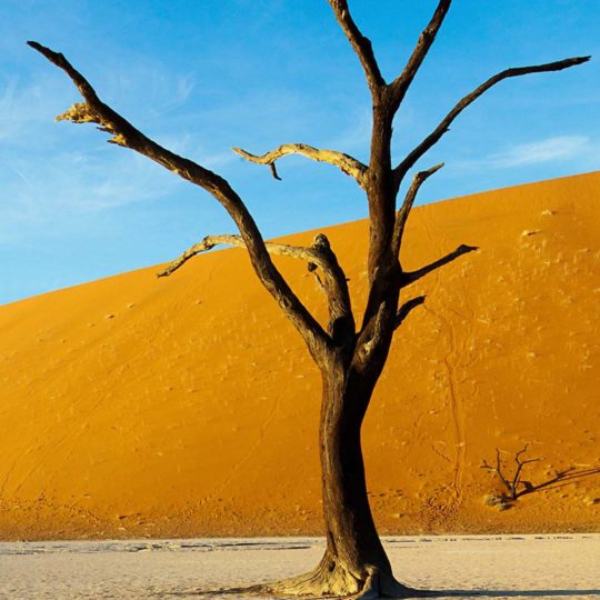 árbol del paisaje del desierto Fondo de Pantalla SmartPhone para Android