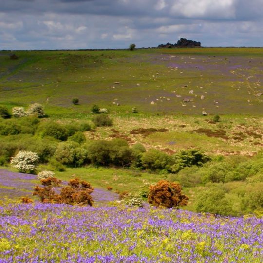 paisaje de pastizales Fondo de Pantalla SmartPhone para Android