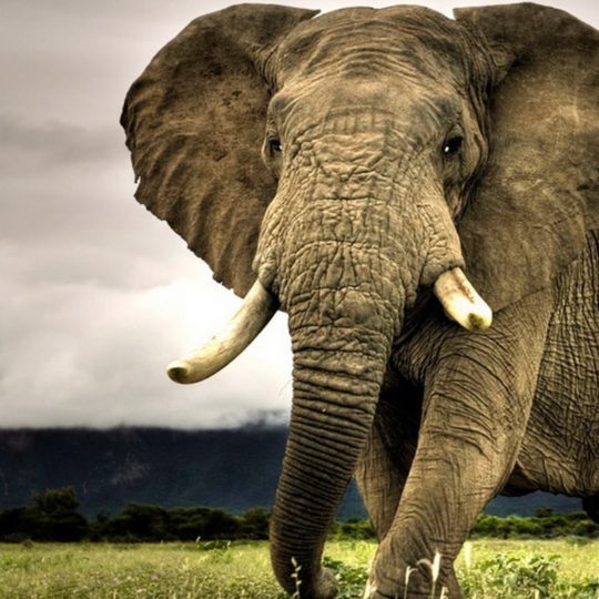 elefante Animal Fondo de Pantalla SmartPhone para Android