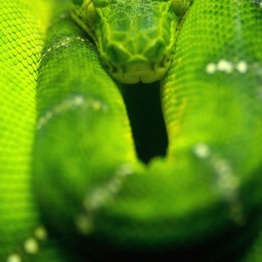 serpiente verde animal Fondo de Pantalla SmartPhone para Android