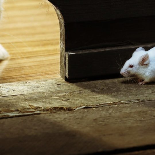 ratón Animal Fondo de Pantalla SmartPhone para Android