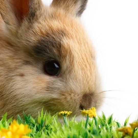conejo Animal Fondo de Pantalla SmartPhone para Android