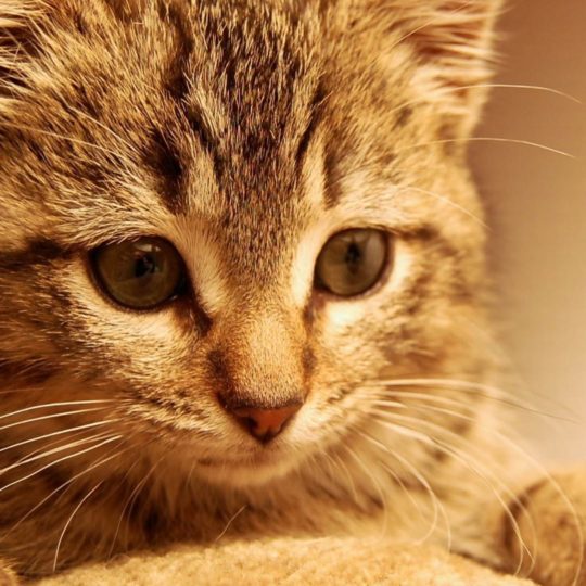 gatito del gato Fondo de Pantalla SmartPhone para Android