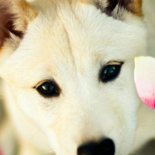 Animal perro blanco Fondo de Pantalla SmartPhone para Android