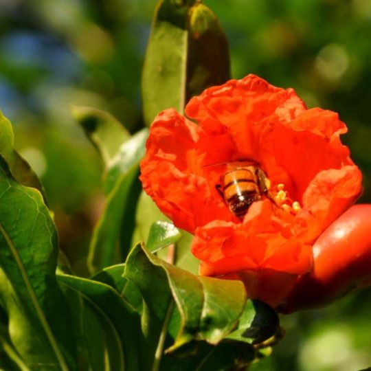 Flor natural verde rojo Fondo de Pantalla SmartPhone para Android