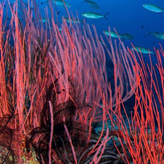 alga marina rojo naturales Fondo de Pantalla SmartPhone para Android