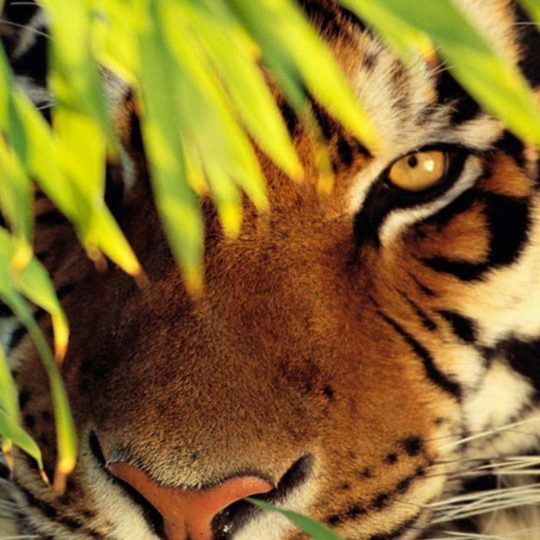 tigre Animal Fondo de Pantalla SmartPhone para Android