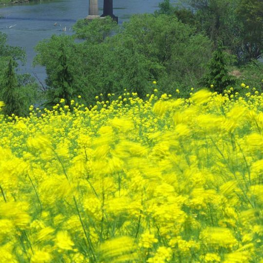 Paisaje de jardín de flores de color amarillo Fondo de Pantalla SmartPhone para Android