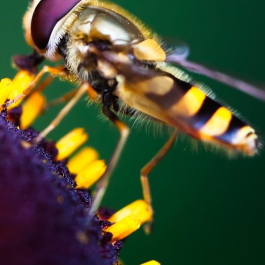 Animal insectos Fondo de Pantalla SmartPhone para Android