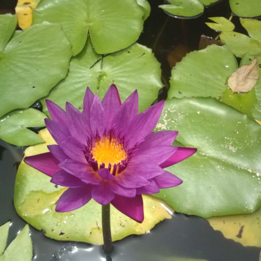 flores naturales, púrpura, verde Fondo de Pantalla SmartPhone para Android