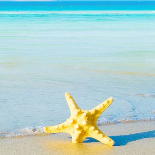 estrellas de mar paisaje playa Fondo de Pantalla SmartPhone para Android