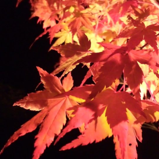 hojas de otoño rojo naturales Fondo de Pantalla SmartPhone para Android