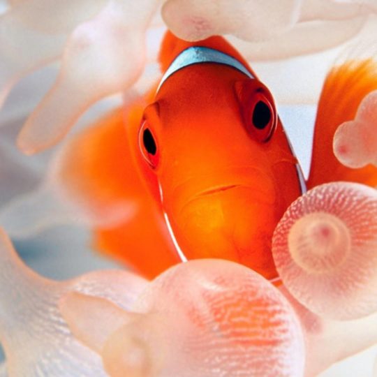 Animal pescado medusas Fondo de Pantalla SmartPhone para Android