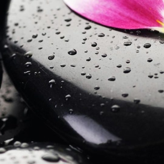 Flor natural negro rosa Fondo de Pantalla SmartPhone para Android
