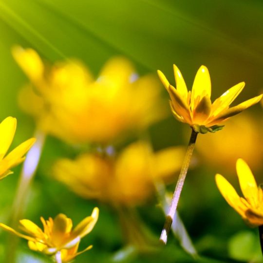 Flor natural verde ki Fondo de Pantalla SmartPhone para Android