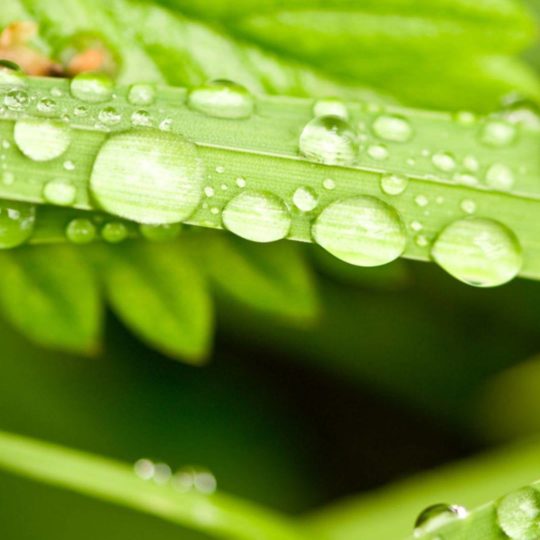 cloroplasto Natural Fondo de Pantalla SmartPhone para Android