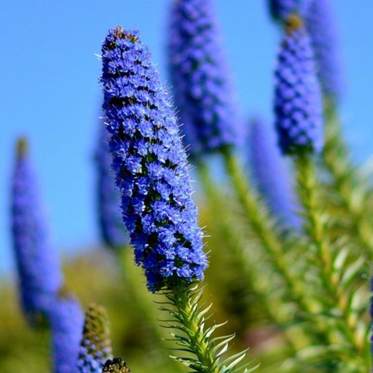 azul de flores naturales Fondo de Pantalla SmartPhone para Android