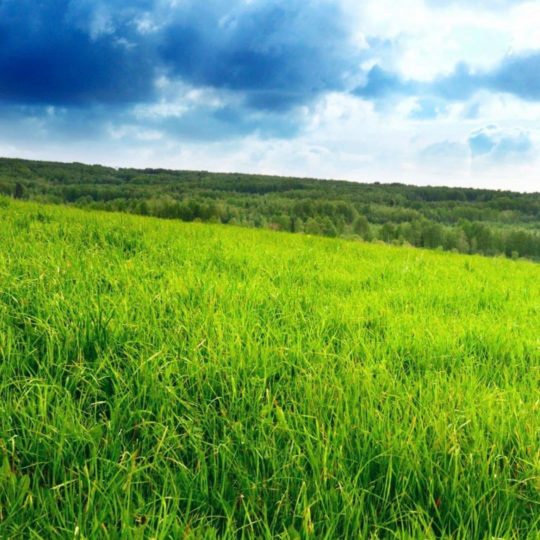 paisaje verde prado Fondo de Pantalla SmartPhone para Android