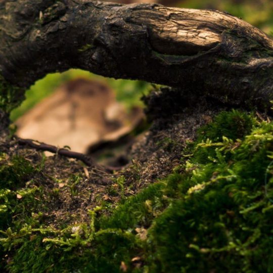 árbol muerto Natural Fondo de Pantalla SmartPhone para Android