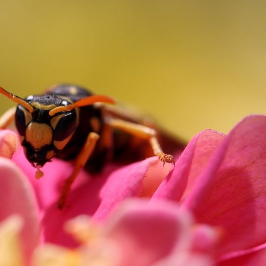 Abeja flor insecto desenfoque Fondo de Pantalla SmartPhone para Android