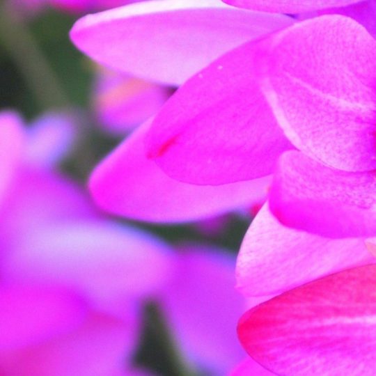 naturaleza de la flor rosa verde Fondo de Pantalla SmartPhone para Android