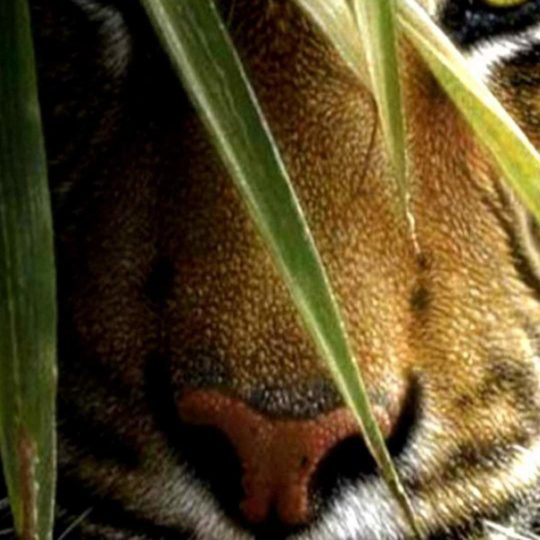 tigre Animal Fondo de Pantalla SmartPhone para Android