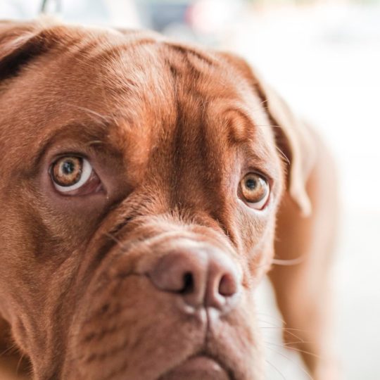 Animal perro Fondo de Pantalla SmartPhone para Android