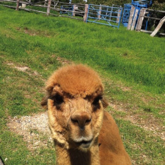 Paisaje de alpaca Animal Fondo de Pantalla SmartPhone para Android