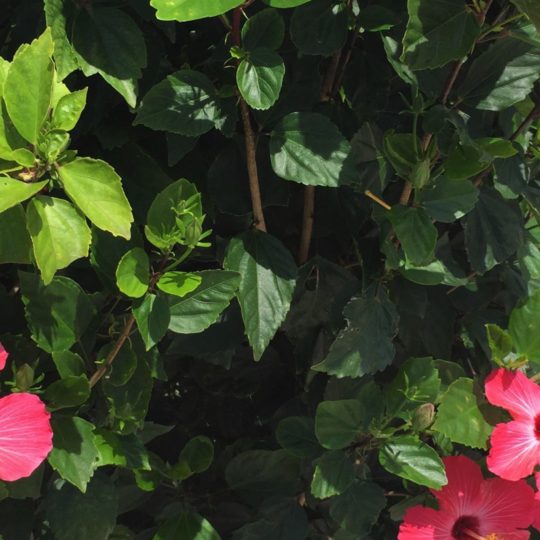 flor de hibisco planta verde rojo Fondo de Pantalla SmartPhone para Android