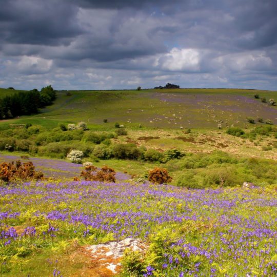 paisaje de pastizales Fondo de Pantalla SmartPhone para Android