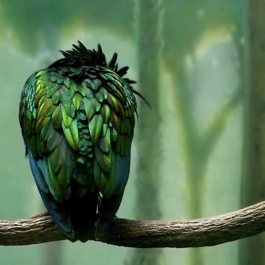 Animal Pájaros verde Fondo de Pantalla SmartPhone para Android