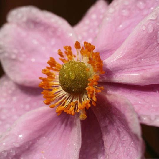 Flor natural de color rosa Fondo de Pantalla SmartPhone para Android