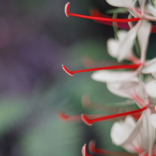 blanco rojo natural de la flor Fondo de Pantalla SmartPhone para Android