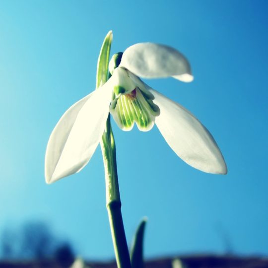 blanco natural de la flor Fondo de Pantalla SmartPhone para Android