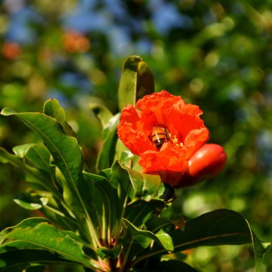 Flor natural verde rojo Fondo de Pantalla SmartPhone para Android