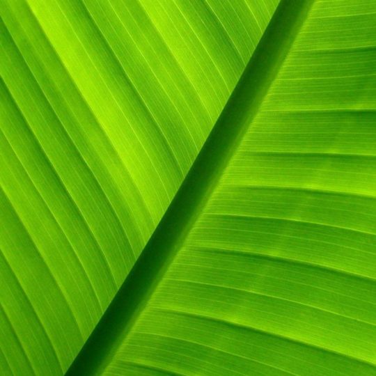 cloroplasto Natural Fondo de Pantalla SmartPhone para Android